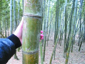 嶗山47年產下7萬海青竹筍 成片竹海