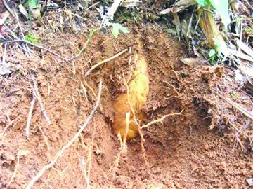 嶗山47年產下7萬海青竹筍 成片竹海