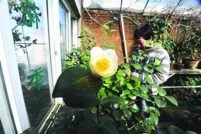 耐冬申報國花 耐冬申報國花