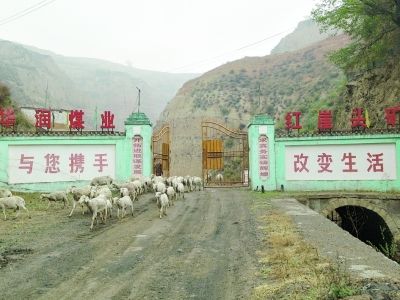 紅崖頭煤礦淪為當地農民的放羊場地。（圖片來源：經濟參考報 記者 王文志 攝）