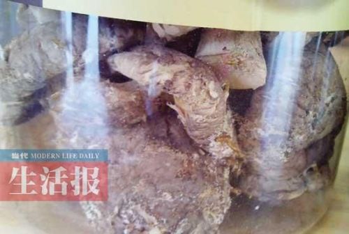 香菇里長出的蟲非常明顯。（圖片來源于網(wǎng)絡）