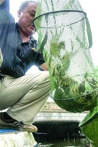 圖為蟹農正在船上收拾捕撈上來的大閘蟹(來源：新聞晨報 肖允 )