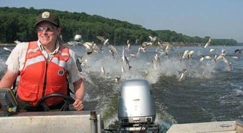 美國人找到消滅亞洲鯉魚辦法：撈出來返銷中國