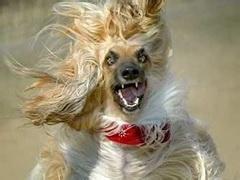 u=960621885,304458414&fm=23&gp=0