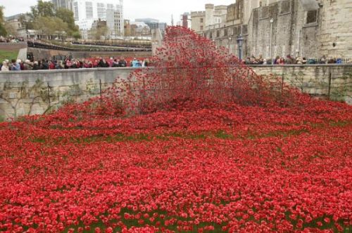 圖為&ldquo;罌粟花海&rdquo;。