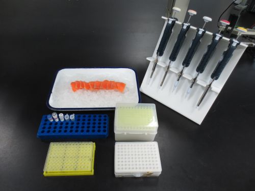 科研人員正在對大西洋鮭魚進行檢測