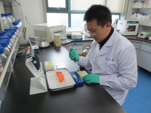 科研人員正在對大西洋鮭魚進行檢測