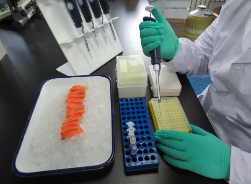 科研人員正在對大西洋鮭魚進行檢測