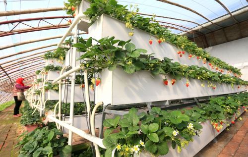 &ldquo;立體草莓&rdquo;3