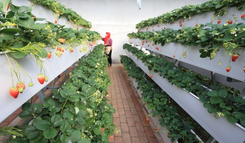 &ldquo;立體草莓&rdquo;2