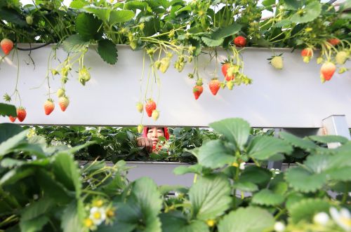 &ldquo;立體草莓&rdquo;1