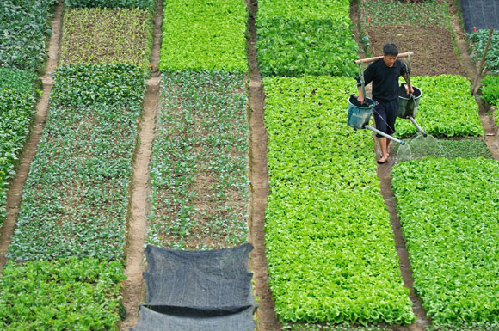 土地經(jīng)營(yíng)權(quán)入股,試點(diǎn),山東