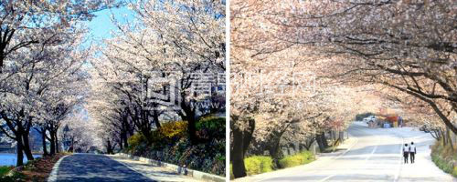 河?xùn)|雙溪寺十里櫻花路4