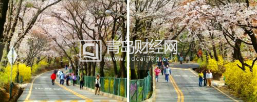 南山的櫻花和迎春花9
