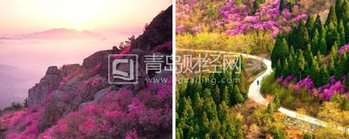 金達(dá)萊盛開的麗水靈鷲山6