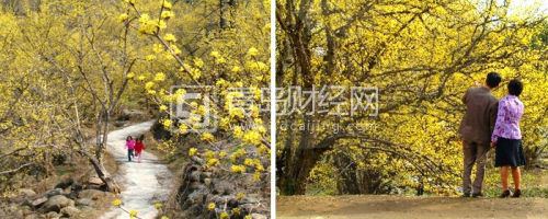 利川的山茱萸村8