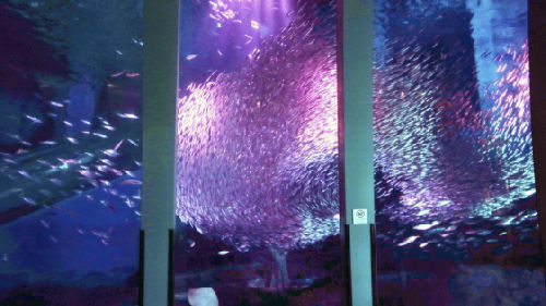 水族館“賞櫻花”？5萬條沙丁魚表演落英繽紛