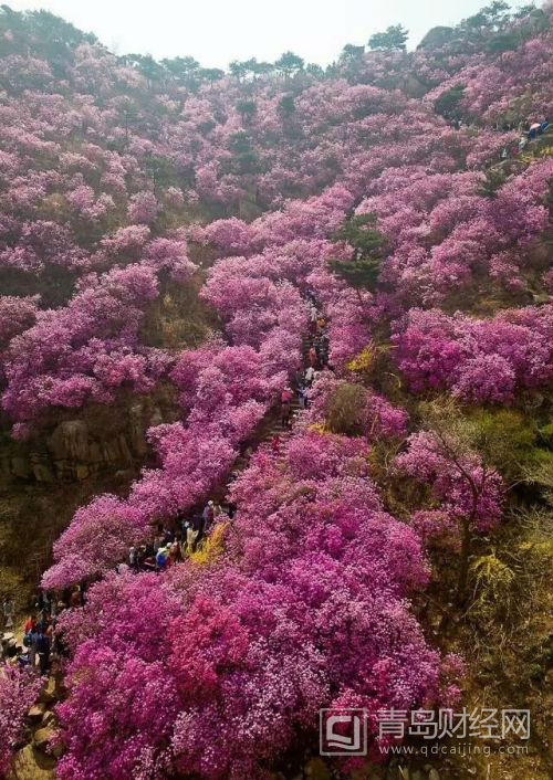 游客在大珠山觀賞杜鵑花