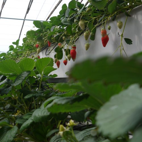 高低錯落的草莓