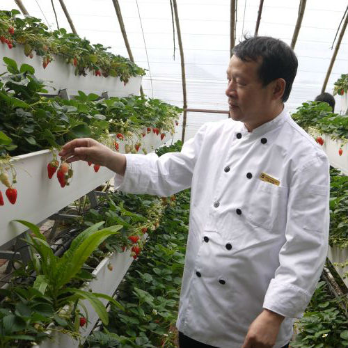 高德亮師傅在即發現代農業基地挑選食材