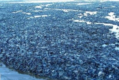 大量藍色水母擱淺 炮彈水母可被轉(zhuǎn)化成商業(yè)價值