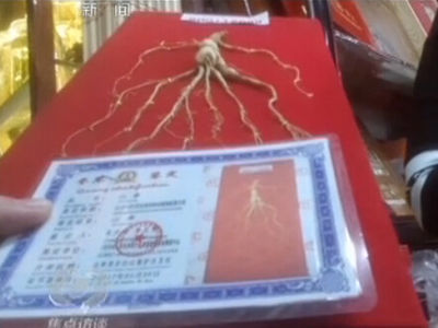 有虛假證明的人參