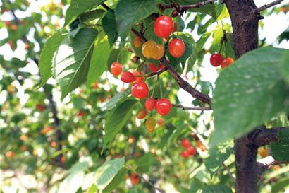 城陽櫻桃今可采摘 青島四大采摘園等你來