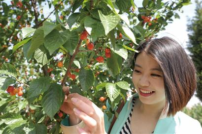 城陽櫻桃今可采摘 青島四大采摘園等你來