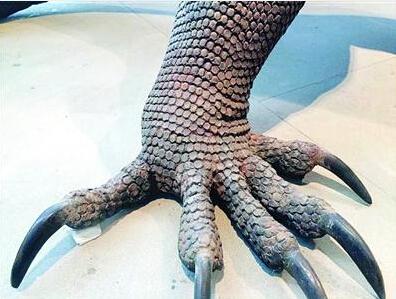&ldquo;科莫多巨蜥&rdquo;被扯斷的腳趾已修復好。