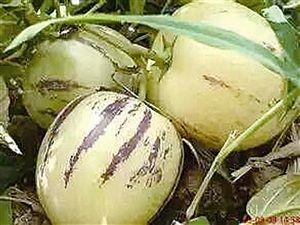 自然生長的成熟人參果 王毓洪供圖