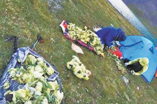 驢友在新疆天山非法采摘雪蓮惹眾怒 警方已介入