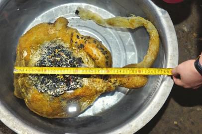 這個&ldquo;怪物&rdquo;外表呈黃色，還有一條近40厘米長的透明&ldquo;尾巴&rdquo;。