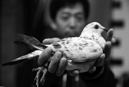 3773只長(zhǎng)安信鴿山西放飛 24小時(shí)一只都沒回來(lái)