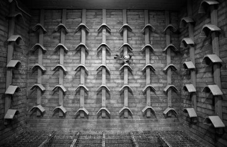 10月23日早上8點(diǎn)46分，從山西太谷放飛參與競(jìng)翔的3773羽信鴿，過了24小時(shí)竟然沒有一羽信鴿成功歸巢。有鴿友認(rèn)為，放飛當(dāng)日，山西霍州等地發(fā)生地震應(yīng)該是造成鴿子零歸巢的主要原因。