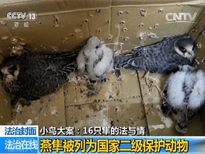 閆嘯天所捕的燕隼閆嘯天承認，知道自己賣的是燕隼