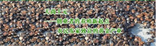 土元养殖2