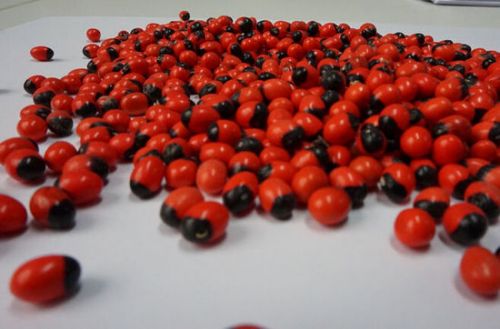 世界毒性最強植物雞母珠在廣州出現 1顆可致命