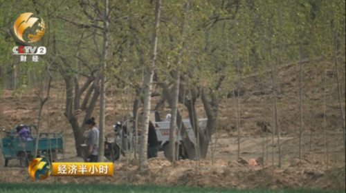 除了改種糧食外，田永木告訴《經濟半小時》記者，當地的氣候土壤適合種植一種果樹，那就是在夏津縣有千年種植歷史的椹樹。