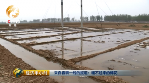 眼下這個時節正是最需要用心的時候，王以雙必須把全部精力和時間都交給他的棉花。