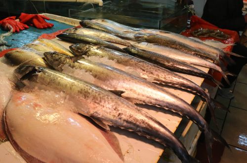 鲅魚價(jià)格小幅下跌04