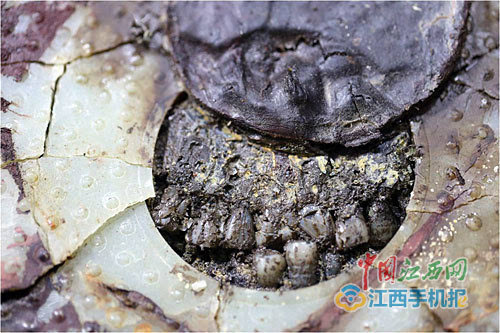 原文配圖：劉賀遺骸的一口牙齒保存得比較好，但從門牙縫來看，劉賀生前多少有些疾病。