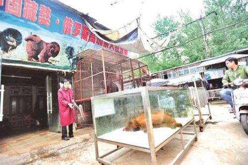 圖文：江城藏獒神話悄然破滅