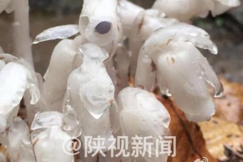 QQ截圖20160602081651