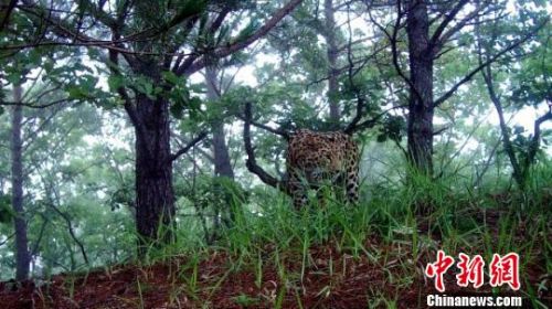 黑龍江拍到新東北豹活動圖像系極度瀕危動物（圖）