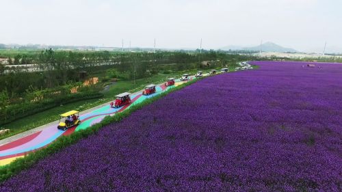 西海岸生态观光园  西海岸发展集团供图