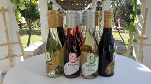 11-青島青春小格調新品