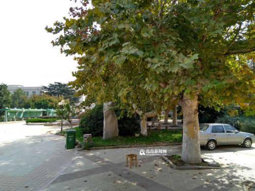 李村师范整修明年重开 盘点90年老校昔日瞬间