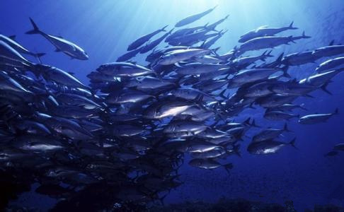 u=594213580,706804115&fm=23&gp=0