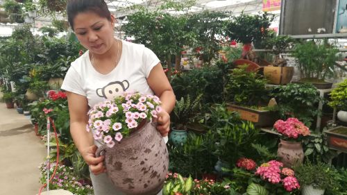 枯桃花卉交易中心商戶黃淑娟