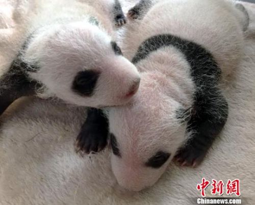 新生的雙胞胎寶寶。　鐘欣 攝